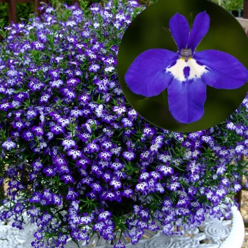 Lobelia erinus 'Laura® Basket Blue Eye' - Sinilobeelia 'Laura® Basket Blue Eye'